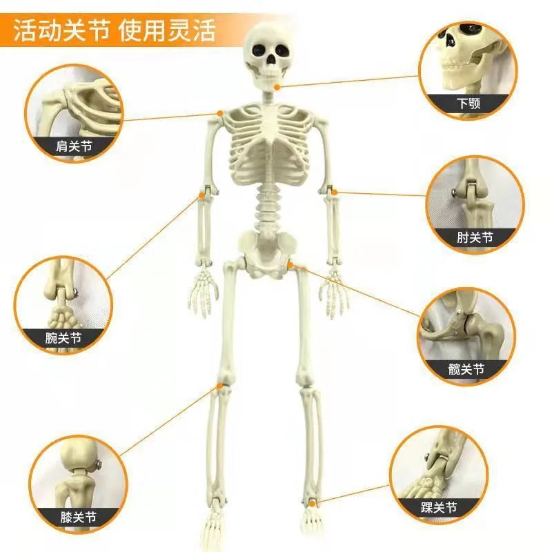 Halloween Human Skeleton 40CM Movable Skeleton, Human Skeleton Halloween Horror Decorations, Haunted House Horror Props